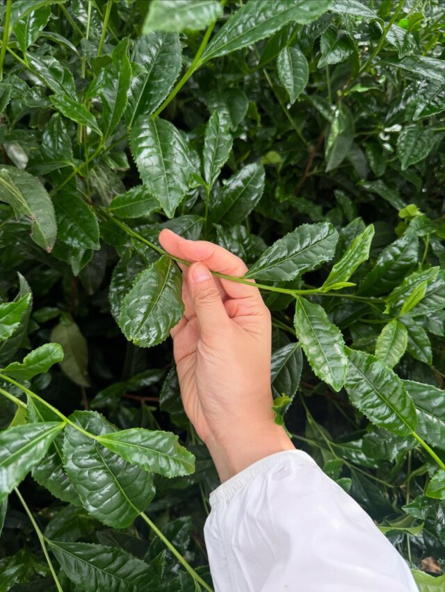 Dear valued customers,  Our team is currently in Japan for the spring tea harvest — visiting our partnered tea farms and factories to deepen our knowledge and bring back new inspiration.  We will be back in service from 17 May.  During this period, chat responses may be delayed.
Thank you for your patience and kind understanding — we’ll get back to you as soon as we can!  Warmest regards,
Koto Tea Space